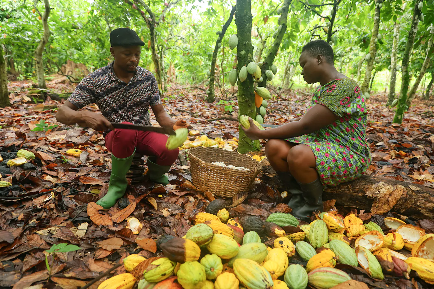 Ernte und Aufbereitung von Kakaobohnen in Ghana