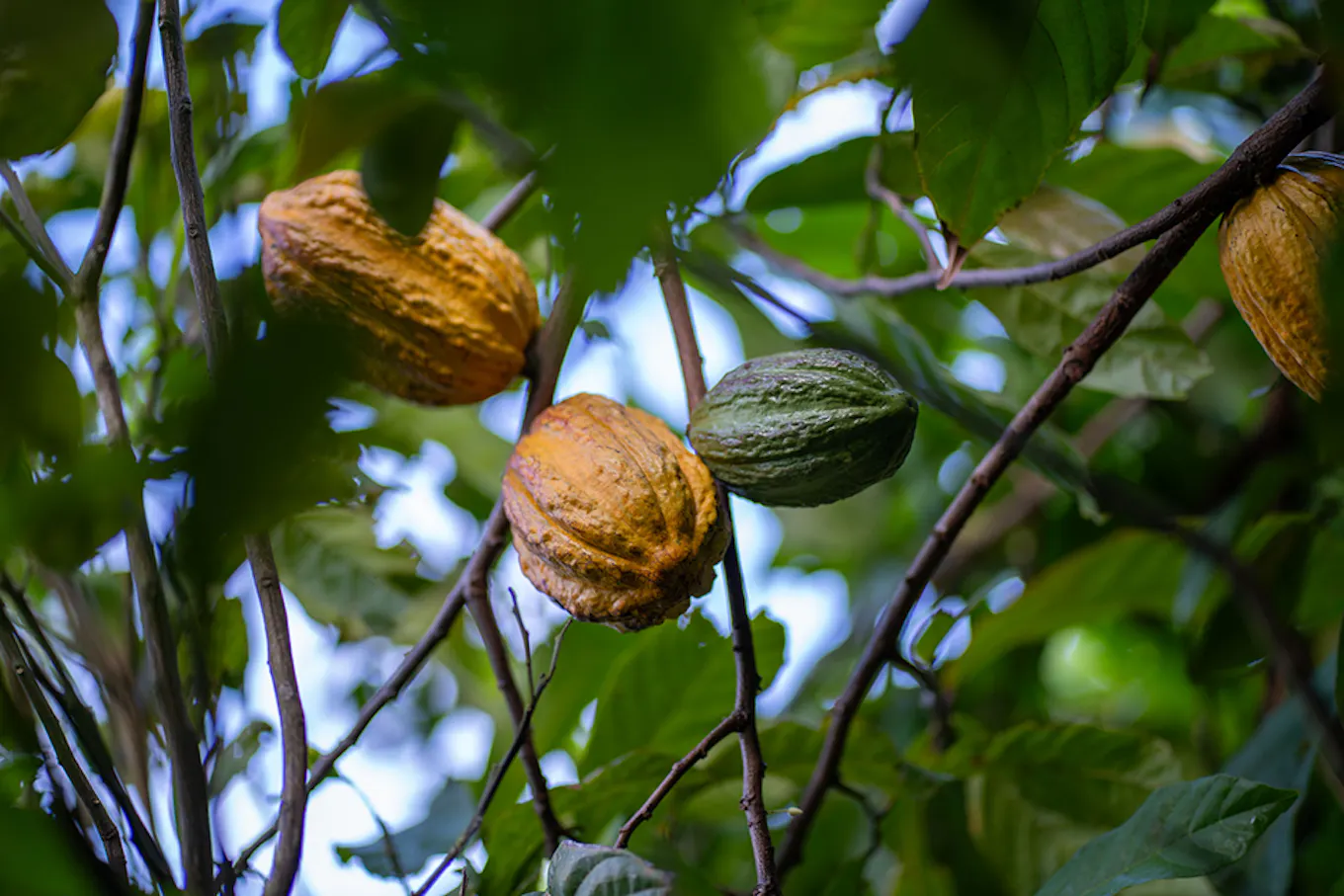 Kakaobohnen, die auf einem Baum hängen