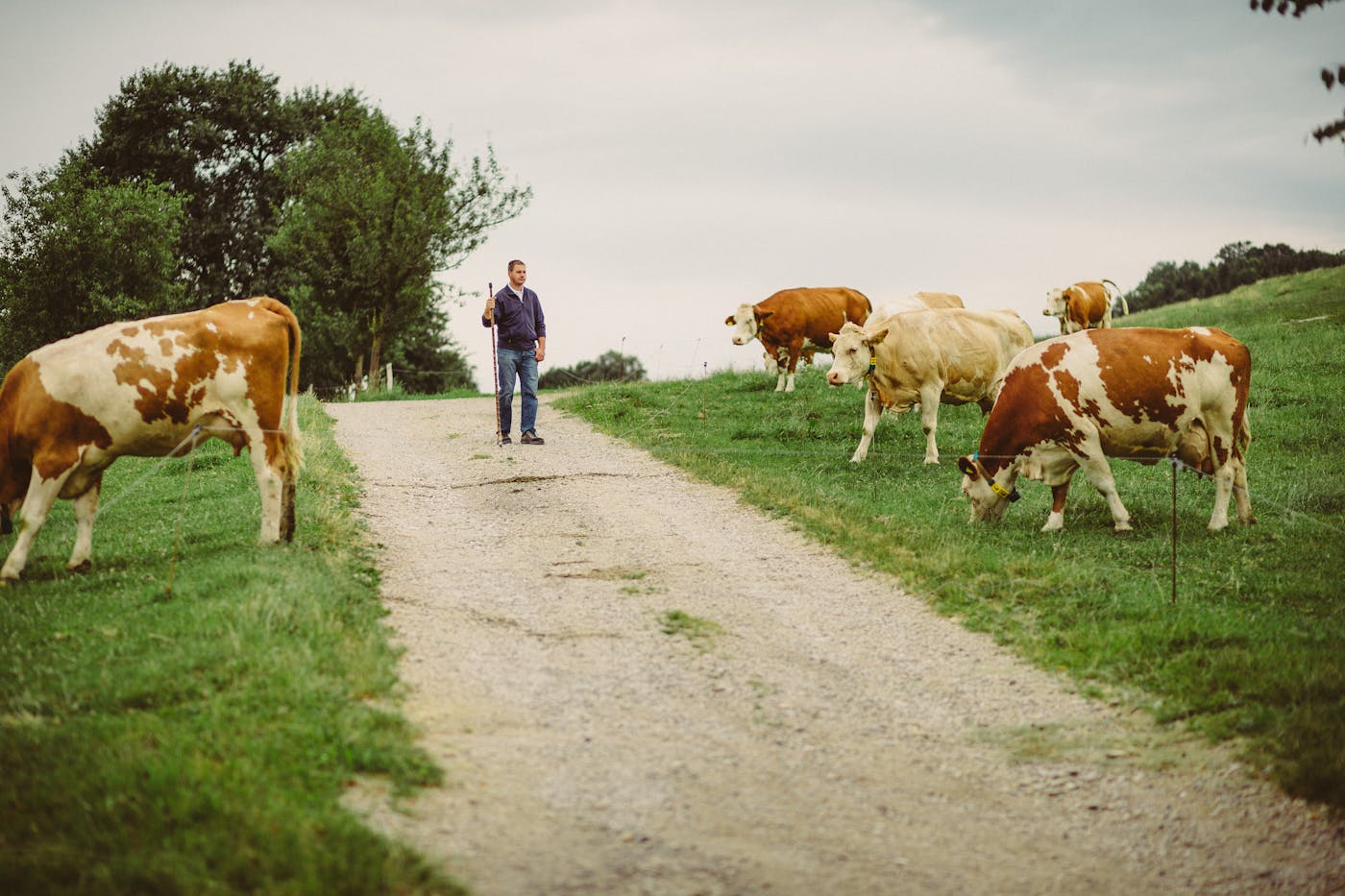 Bauer geht auf einem Weg während Kühe auf der Weide grasen