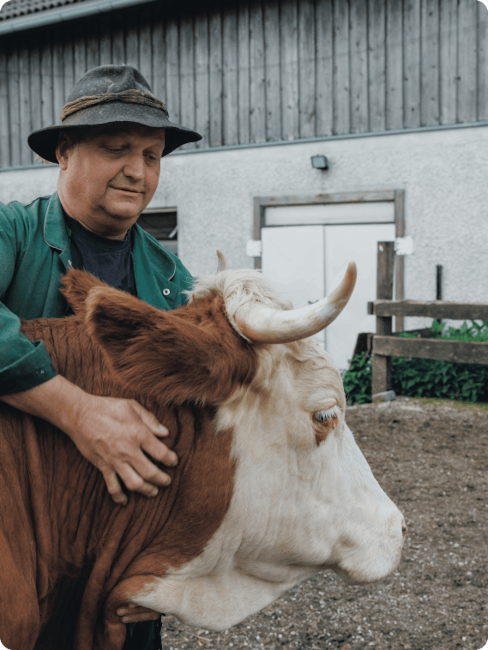 Ein Bauer streichelt eine Kuh am Hof