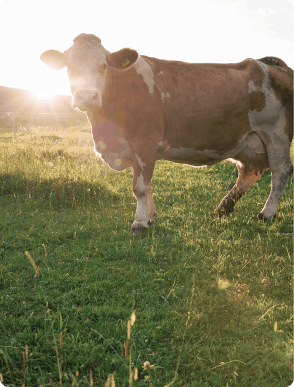 Eine Kuh auf der Weide im Sonnenschein