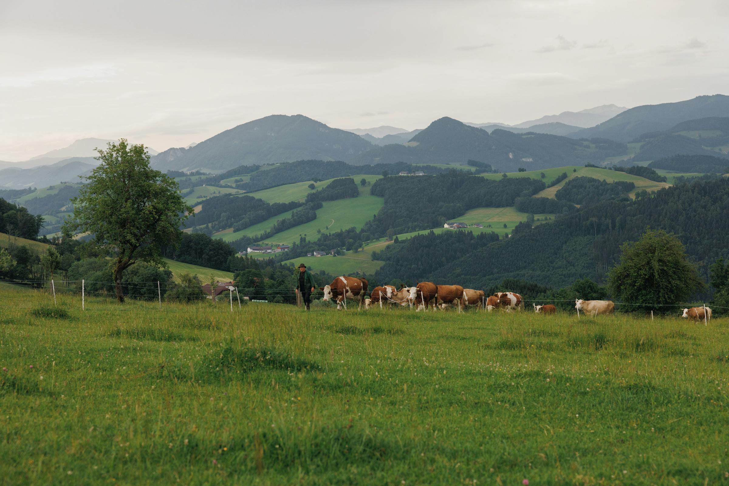 Eine Panorama-Aufnahme einer Kuhweide mit einem Bauer und vielen Kühen