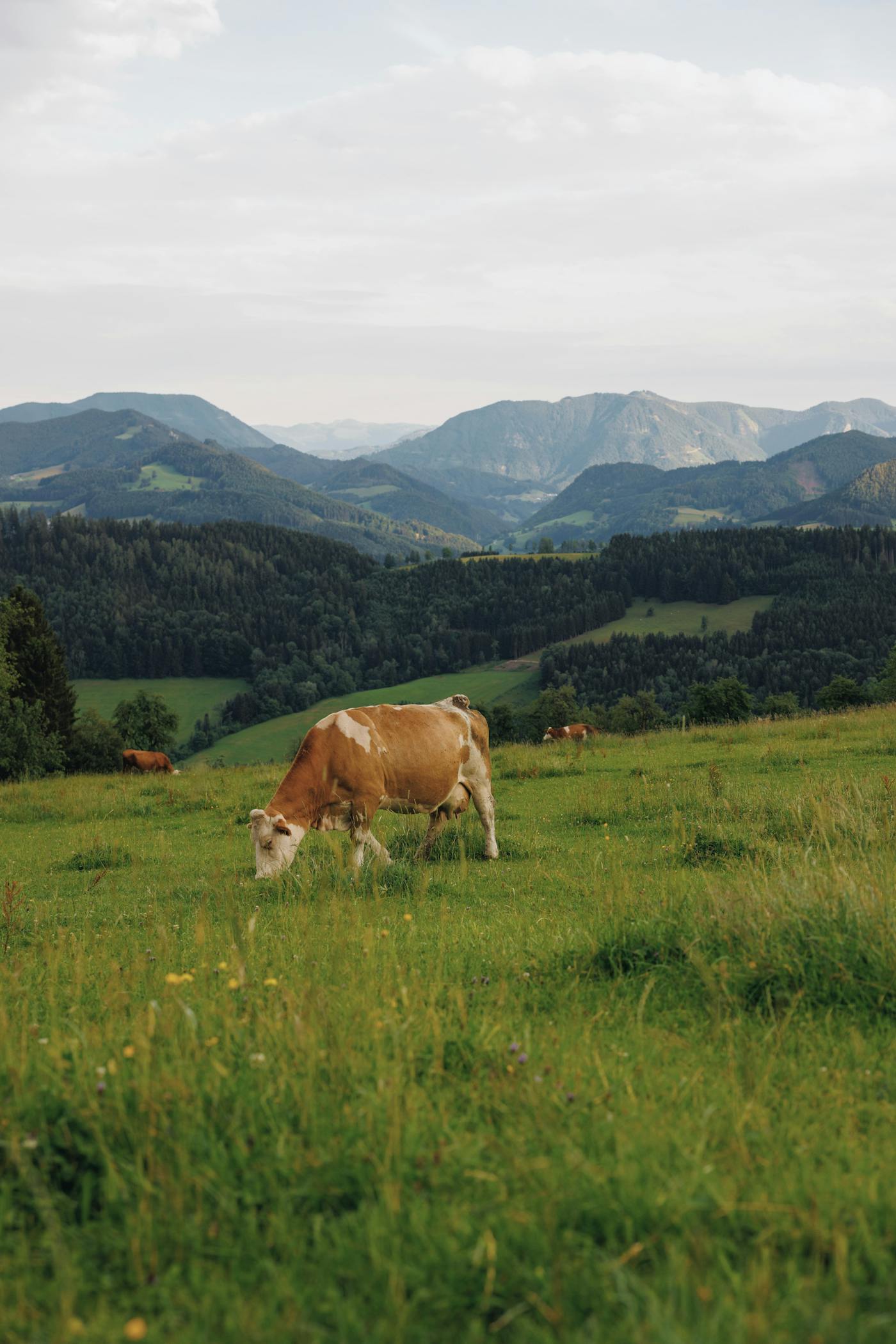Eine einzelne Kuh auf einer großen Kuhweide mit Berglandschaft im Hintergrund
