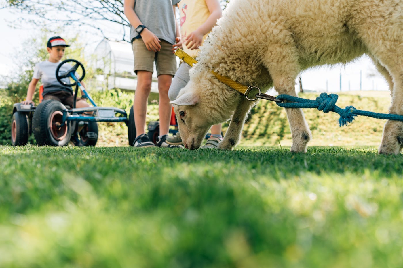 Fotocredit Daniel Gollner Urlaub am Bauernhof mit Schafen und Kindern
