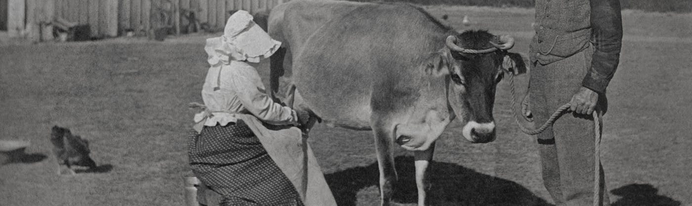 Fotografische Aufnahme einer Bäuerin die eine Kuh melkt