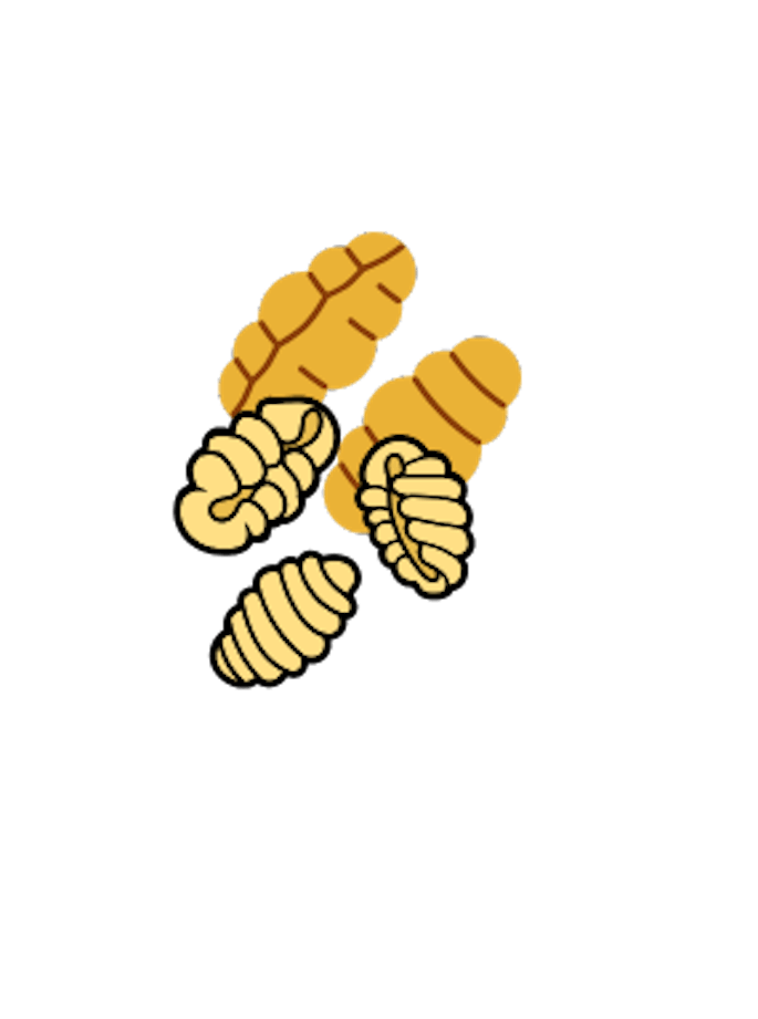 Gnocchi