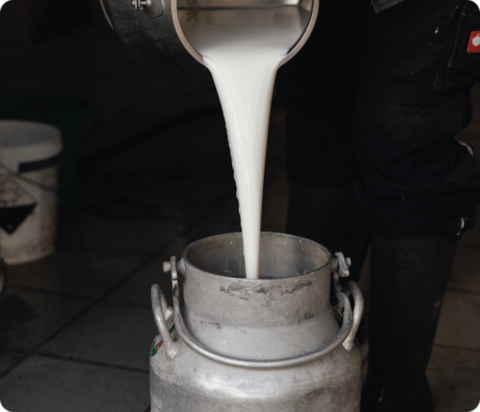 In eine Milchkanne wird Milch gefüllt