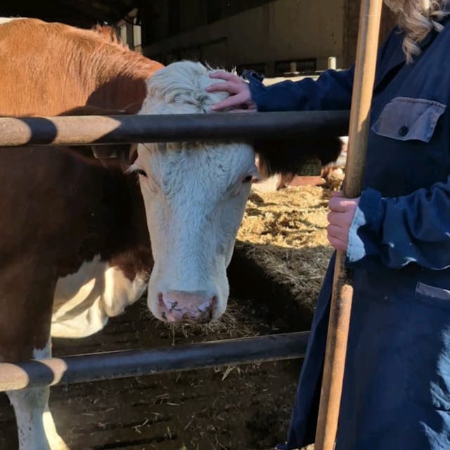 Eine Bäuerin, die einen Rechen in der Hand hält und mit der anderen Hand eine Kuh im Stall streichelt