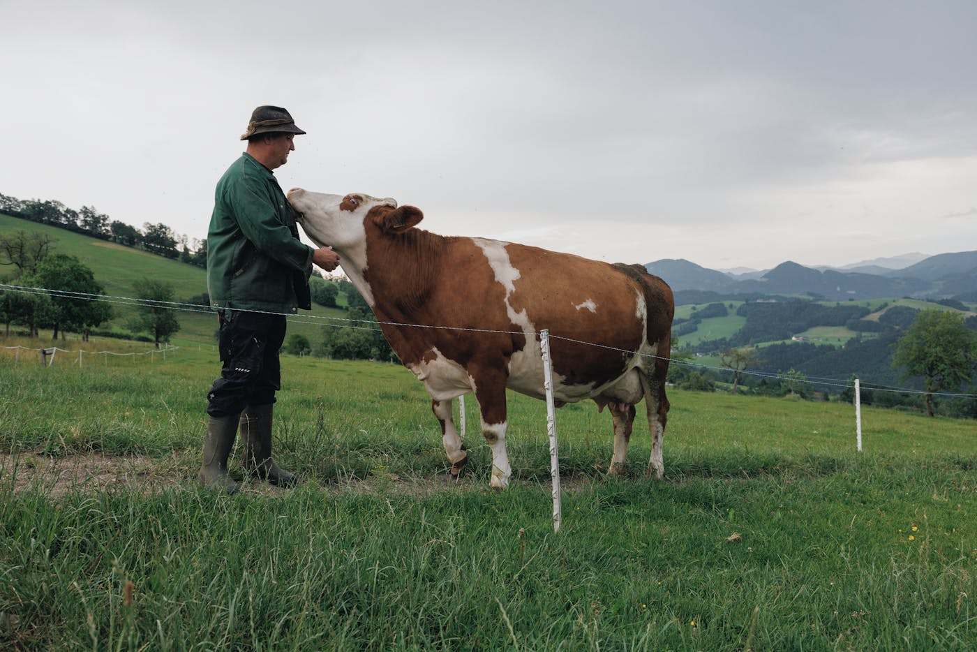 Ein Bauer streichelt liebevoll eine Kuh auf der Weide