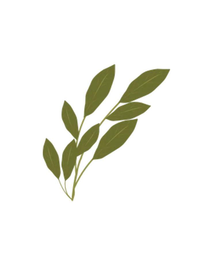 Illustration mehrerer Lorbeerblätter