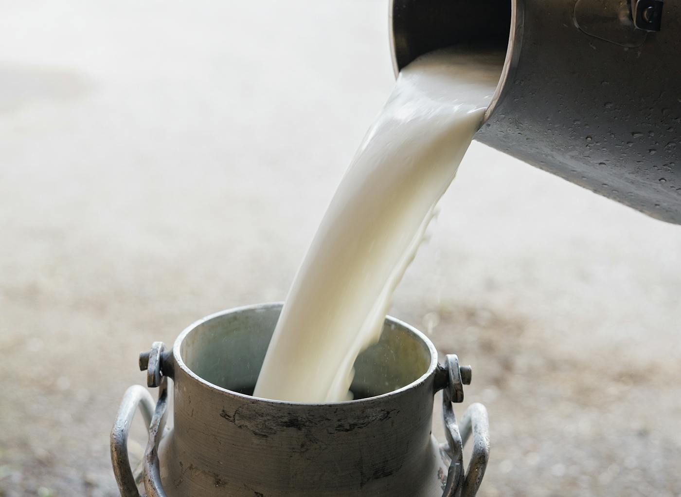 Milchkanne mit proteinreicher Milch