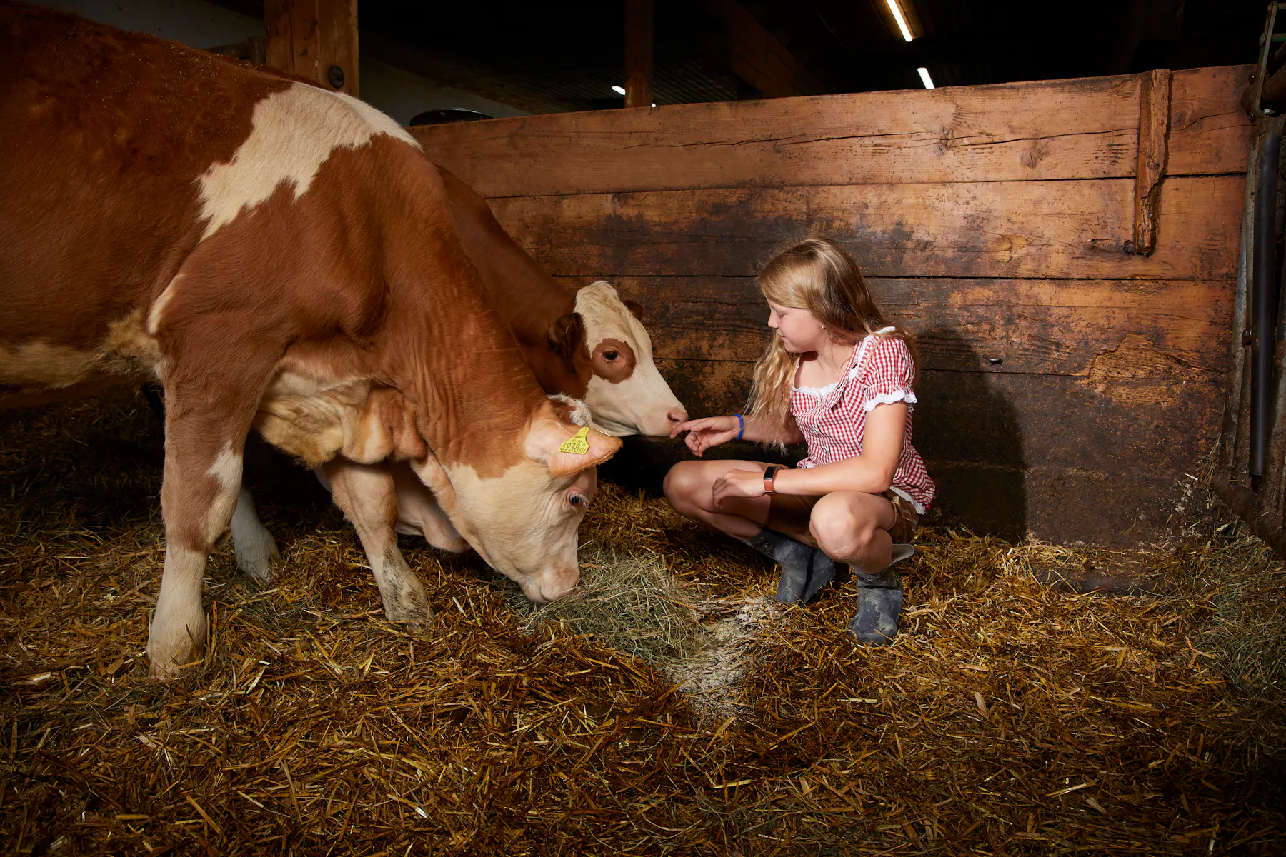 NÖM Bauerntochter im Stall mit Kühen Die Tochter einer Bauernfamilie sitzt im Stroh und streichelt zwei Kühe