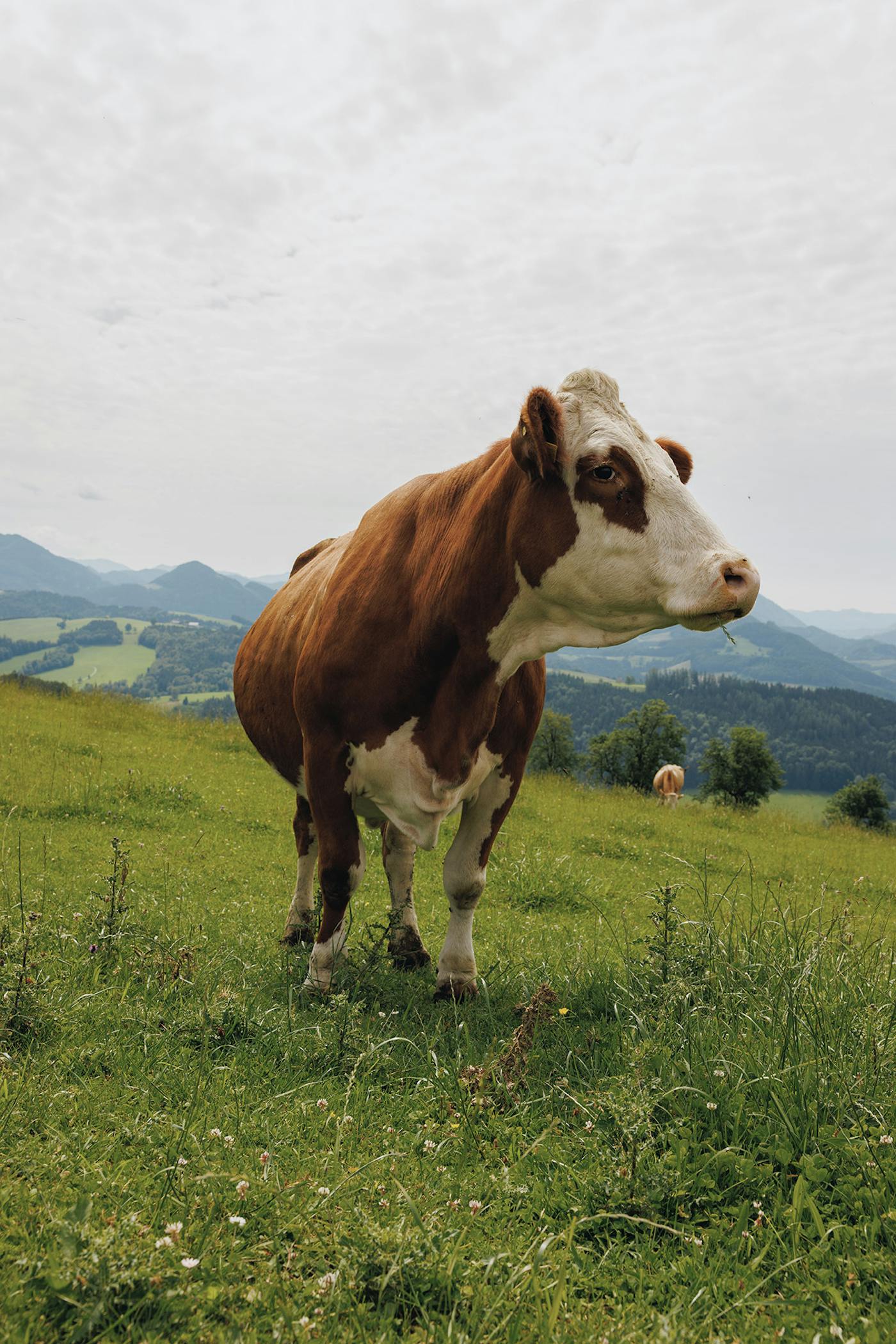 Ein atemberaubendes Panorama mit einer friedlichen Kuh, die auf einer grünen Weide grasend abgebildet ist.