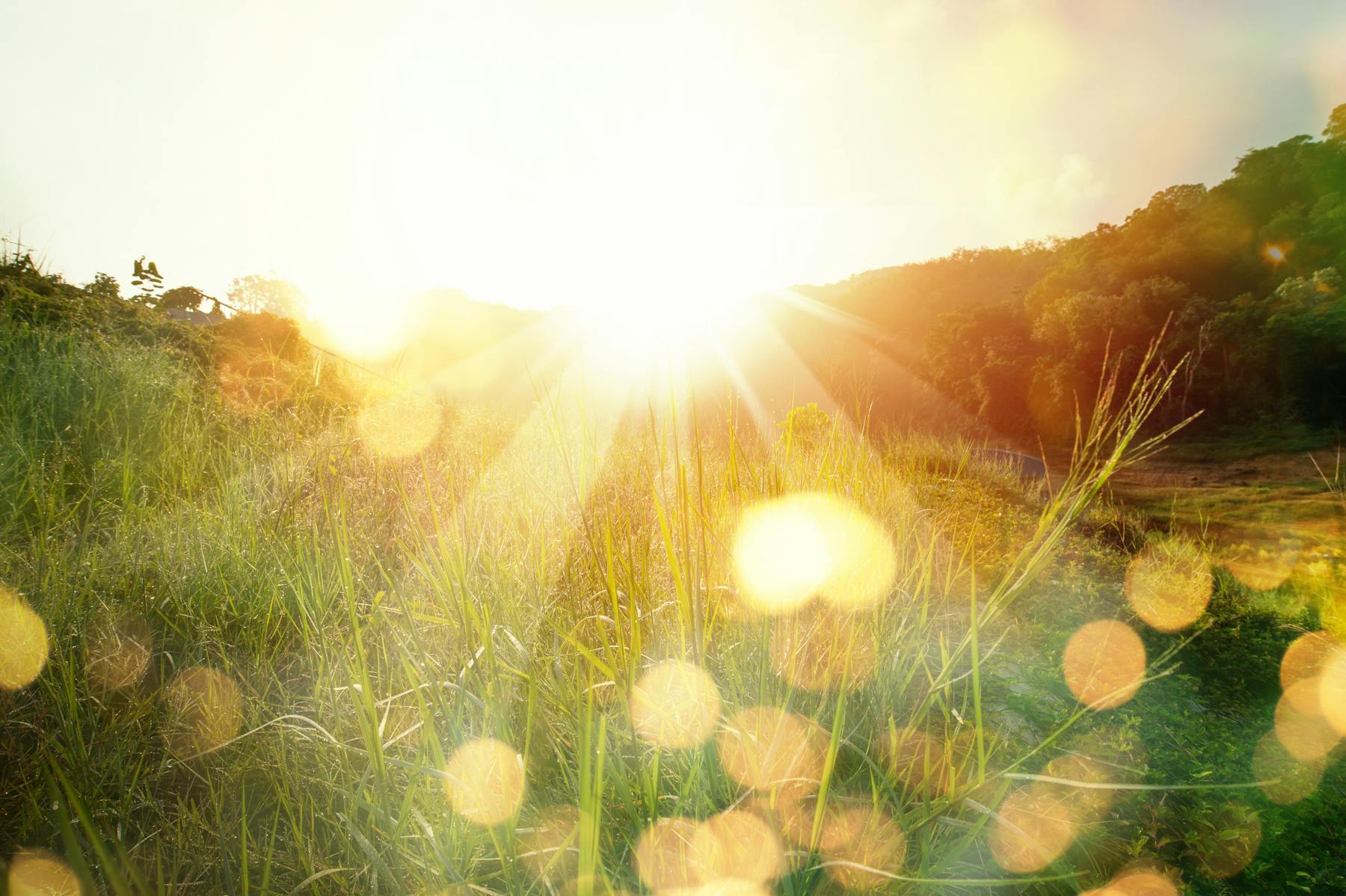 Ein atemberaubender Sonnenaufgang in einer malerischen Bergwiese. Die Sonnenstrahlen durchdringen den Morgennebel und erzeugen ein magisches goldenes Bokeh.