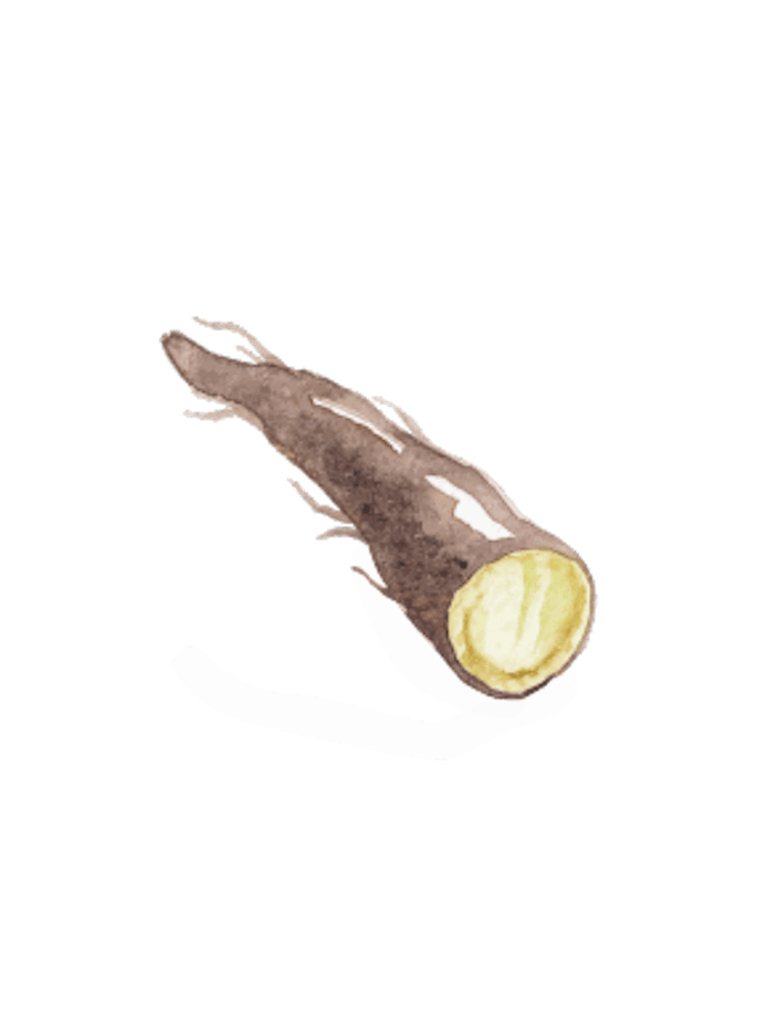 Schwarzwurzel