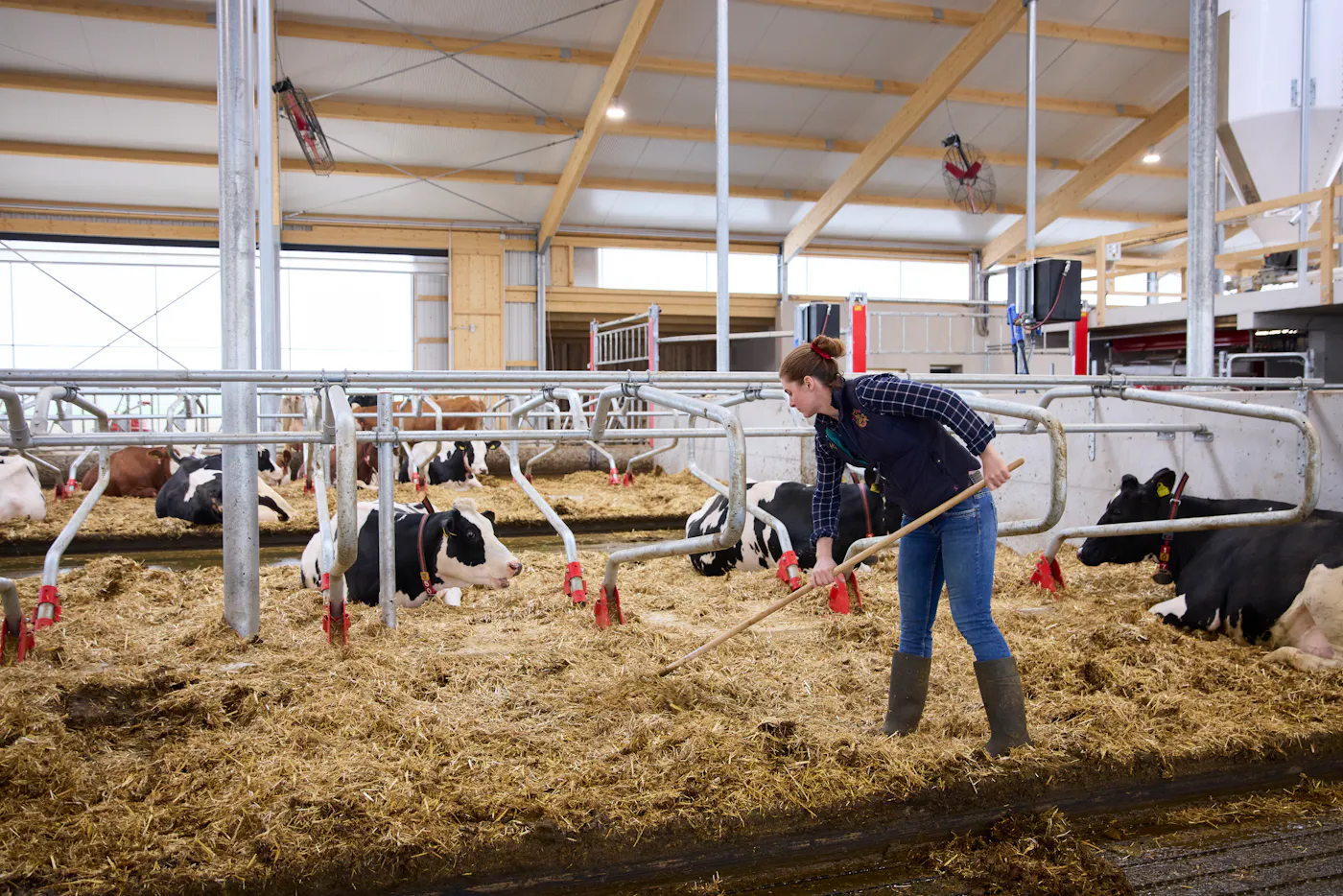 Stallarbeit Eine junge Bäuerin, wie sie im Kuhstall arbeitet