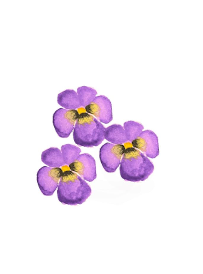 Veilchen