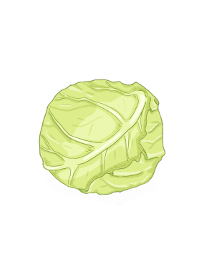 Weißkraut