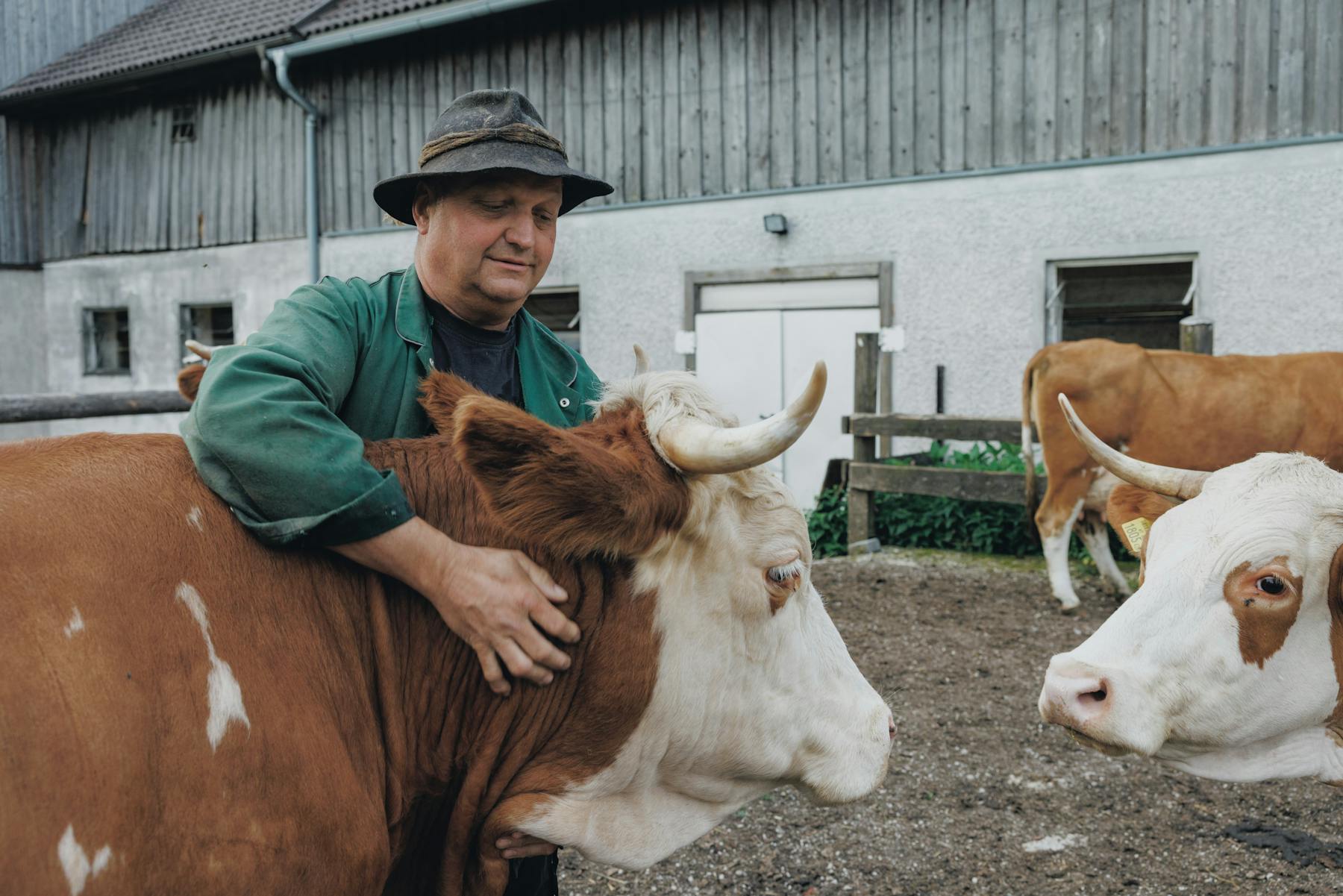 Bauer streichelt Kühe - Verbundenheit zwischen Bauer und seinen Tieren auf dem Bauernhof