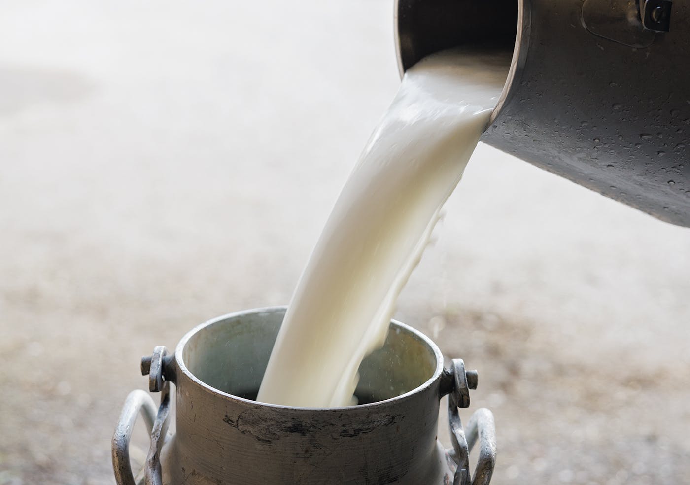 Frische Milch wird in Milchkanne gegossen